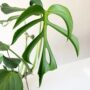 Monstera – Mysteria® Burle Marx’s Flame – 7″ Pot